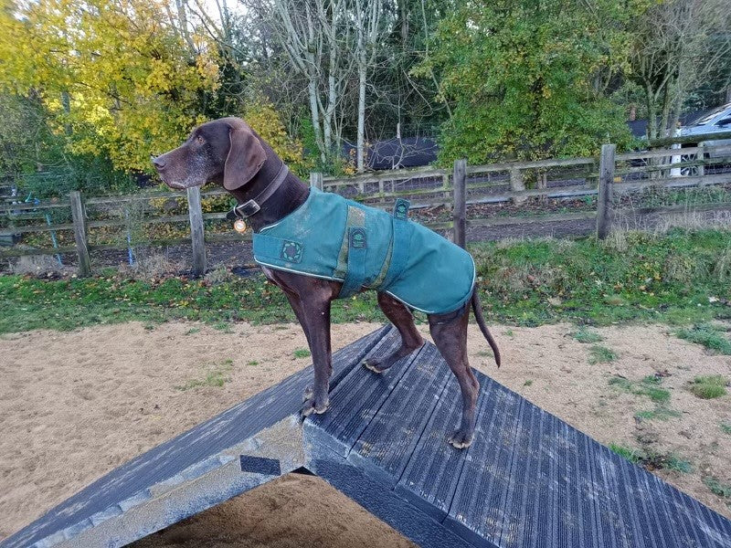 Sustainable and durable dog agility equipment weatherproof by DCW Polymers Ltd