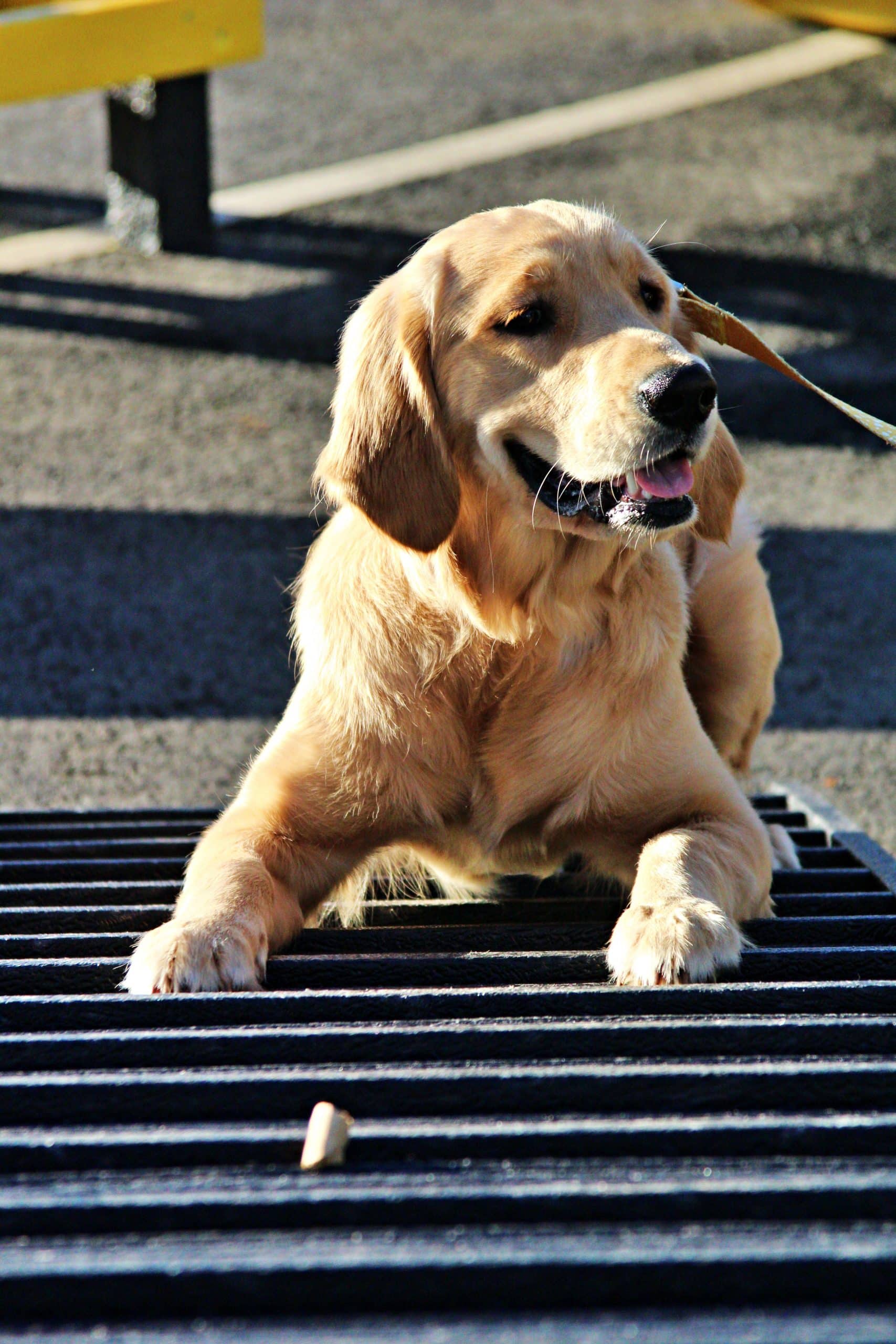 Sustainable recycled plastic dog agility equipment by DCW Polymers Ltd