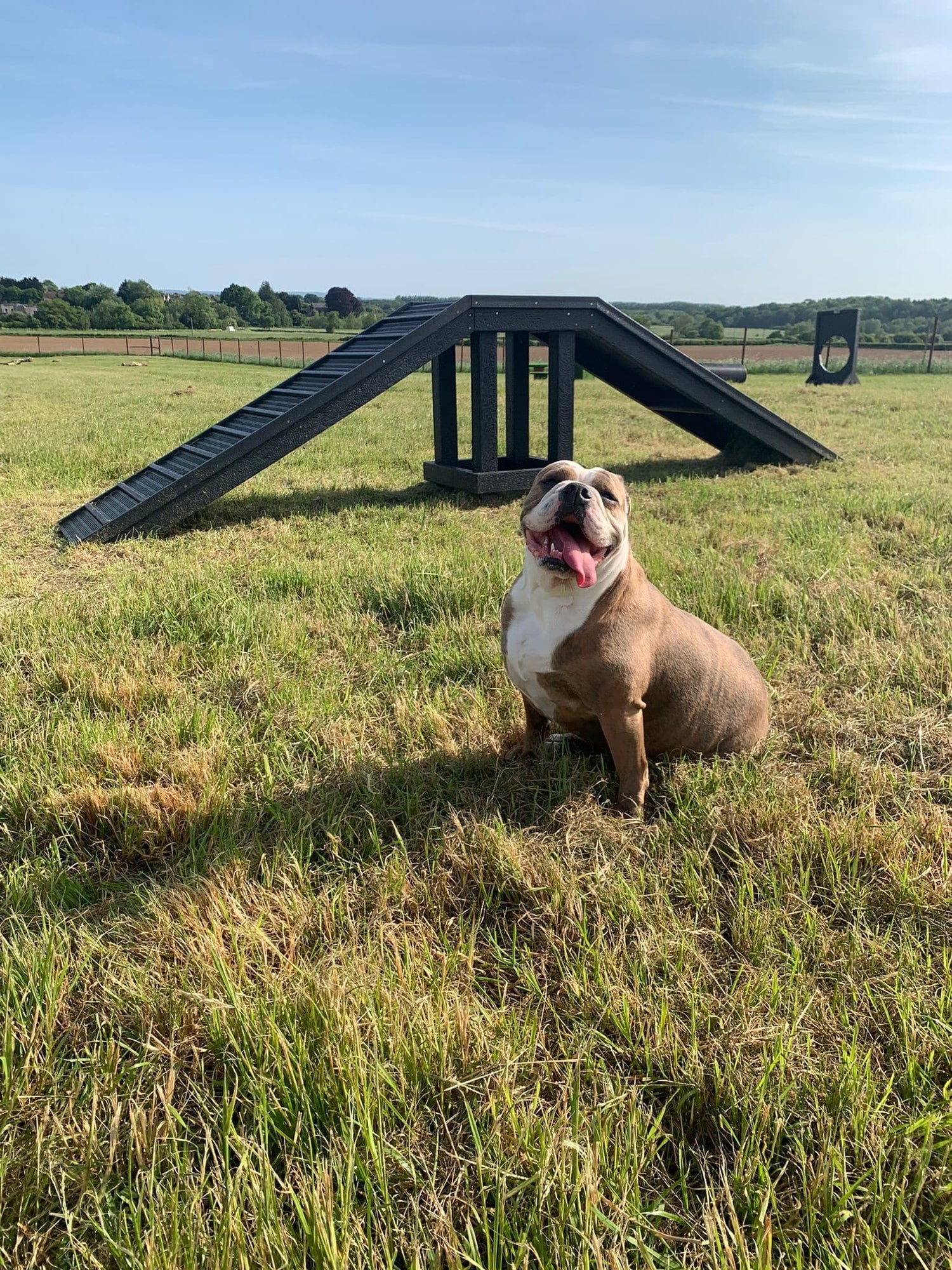 Sustainable recycled plastic dog agility equipment by DCW Polymers Ltd