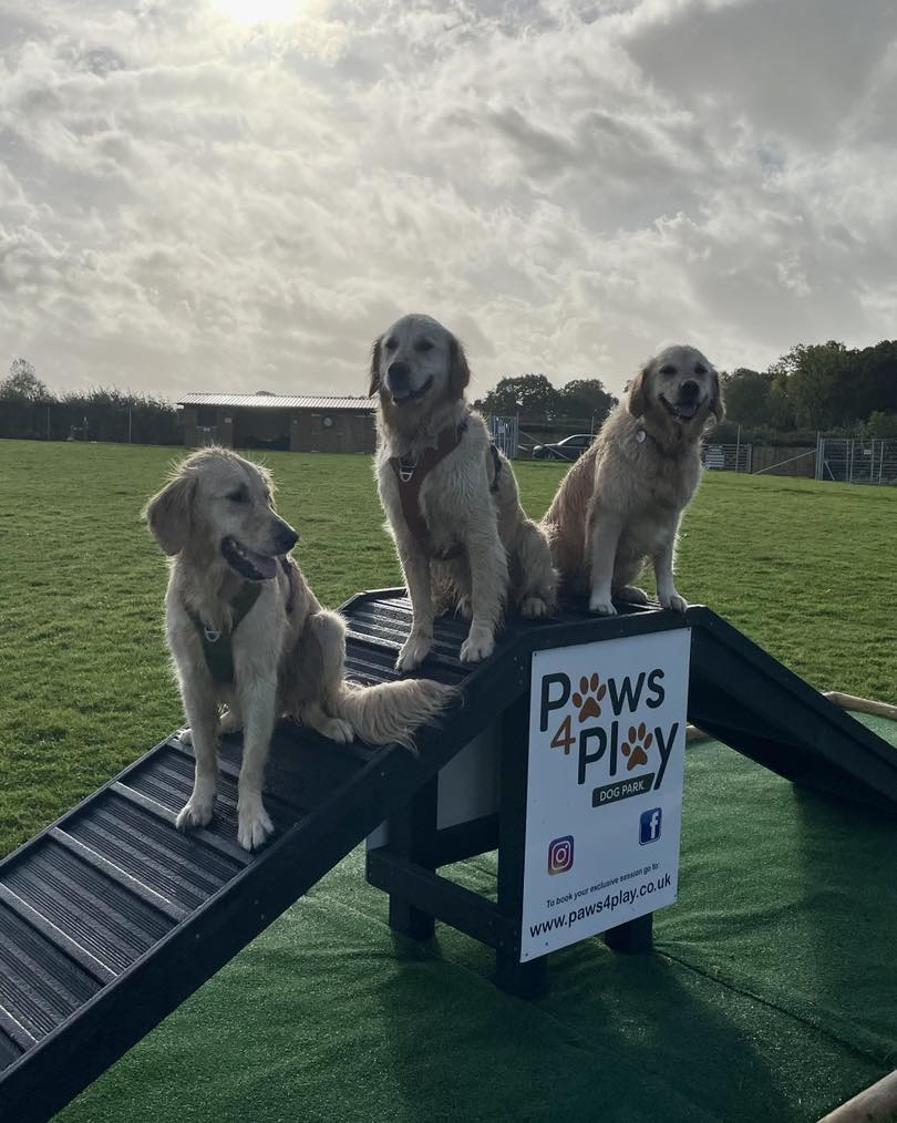 Sustainable recycled plastic dog agility equipment by DCW Polymers Ltd