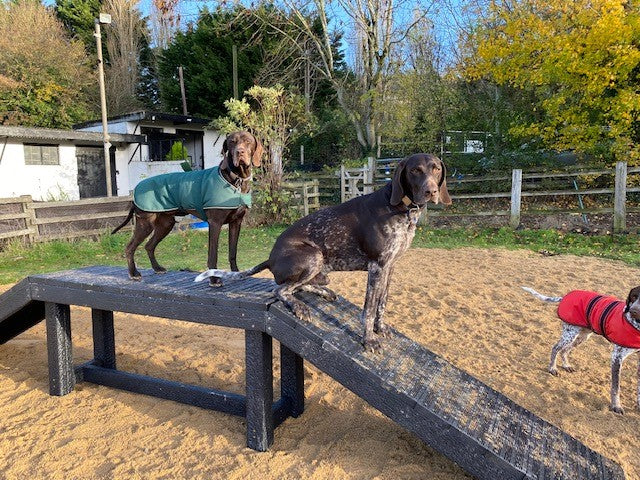 Sustainable recycled plastic dog agility equipment by DCW Polymers Ltd