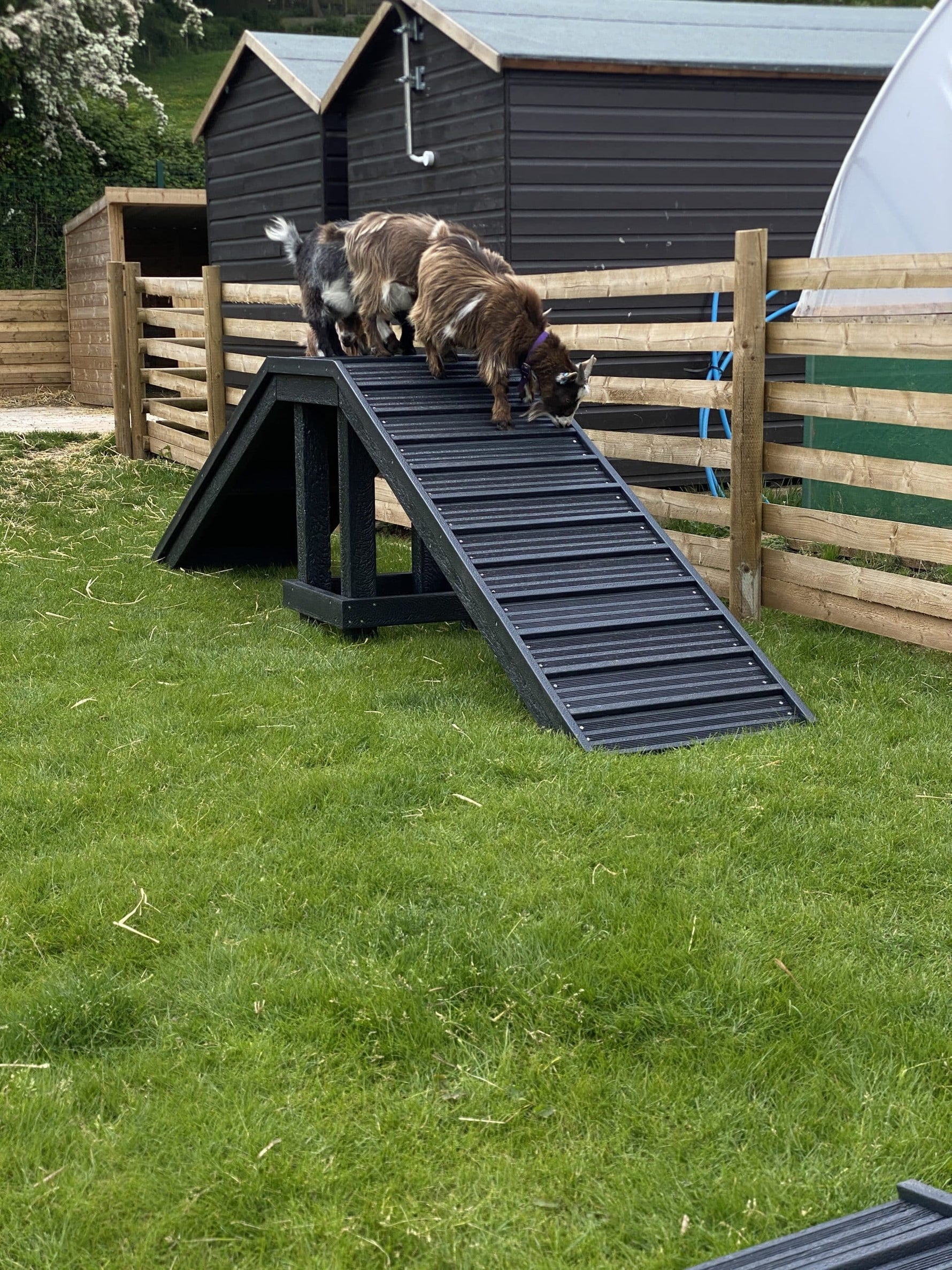 Sustainable recycled plastic dog agility equipment by DCW Polymers Ltd