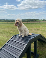 Sustainable recycled plastic dog agility equipment by DCW Polymers Ltd