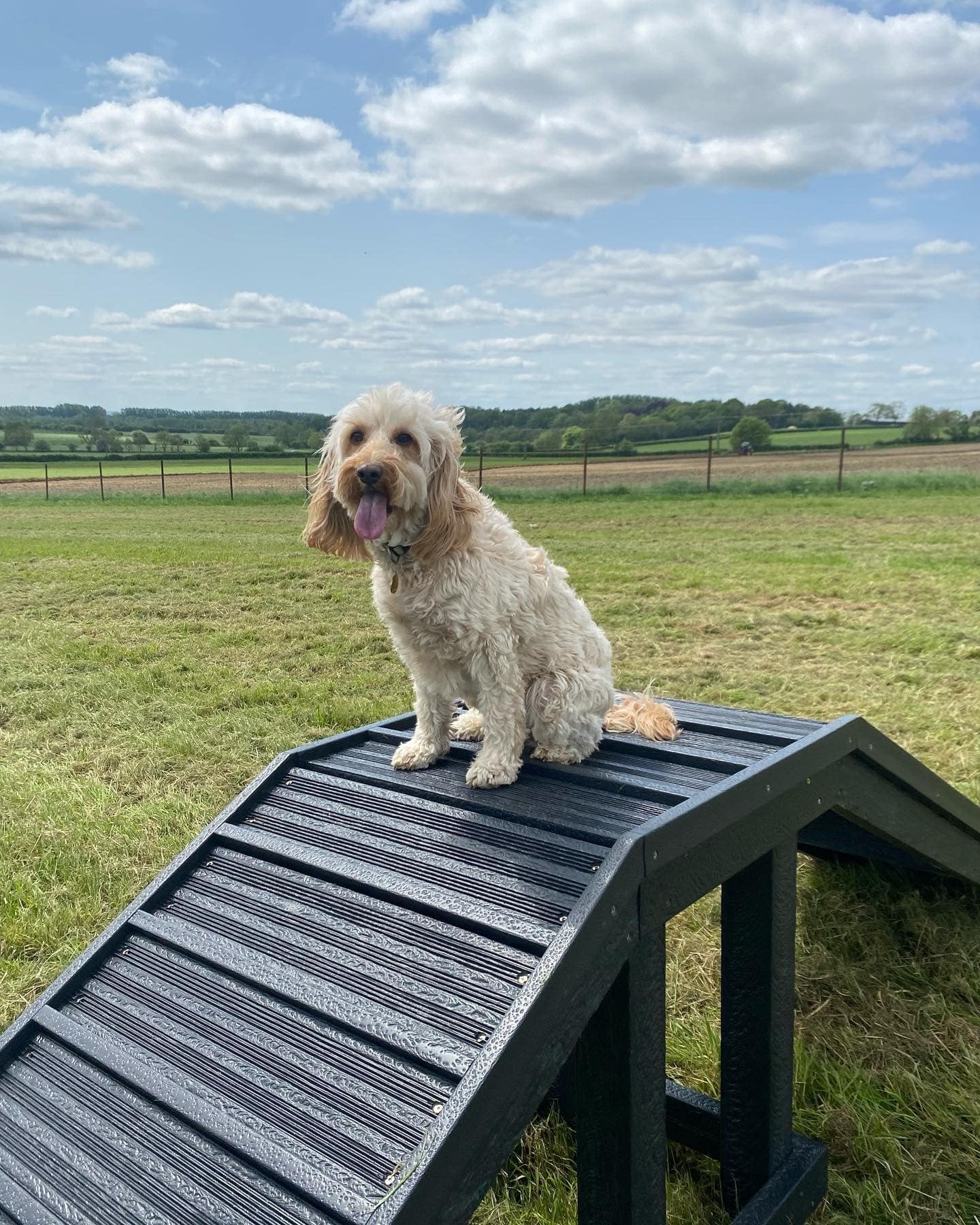 Sustainable recycled plastic dog agility equipment by DCW Polymers Ltd