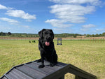 Sustainable recycled plastic dog agility equipment by DCW Polymers Ltd