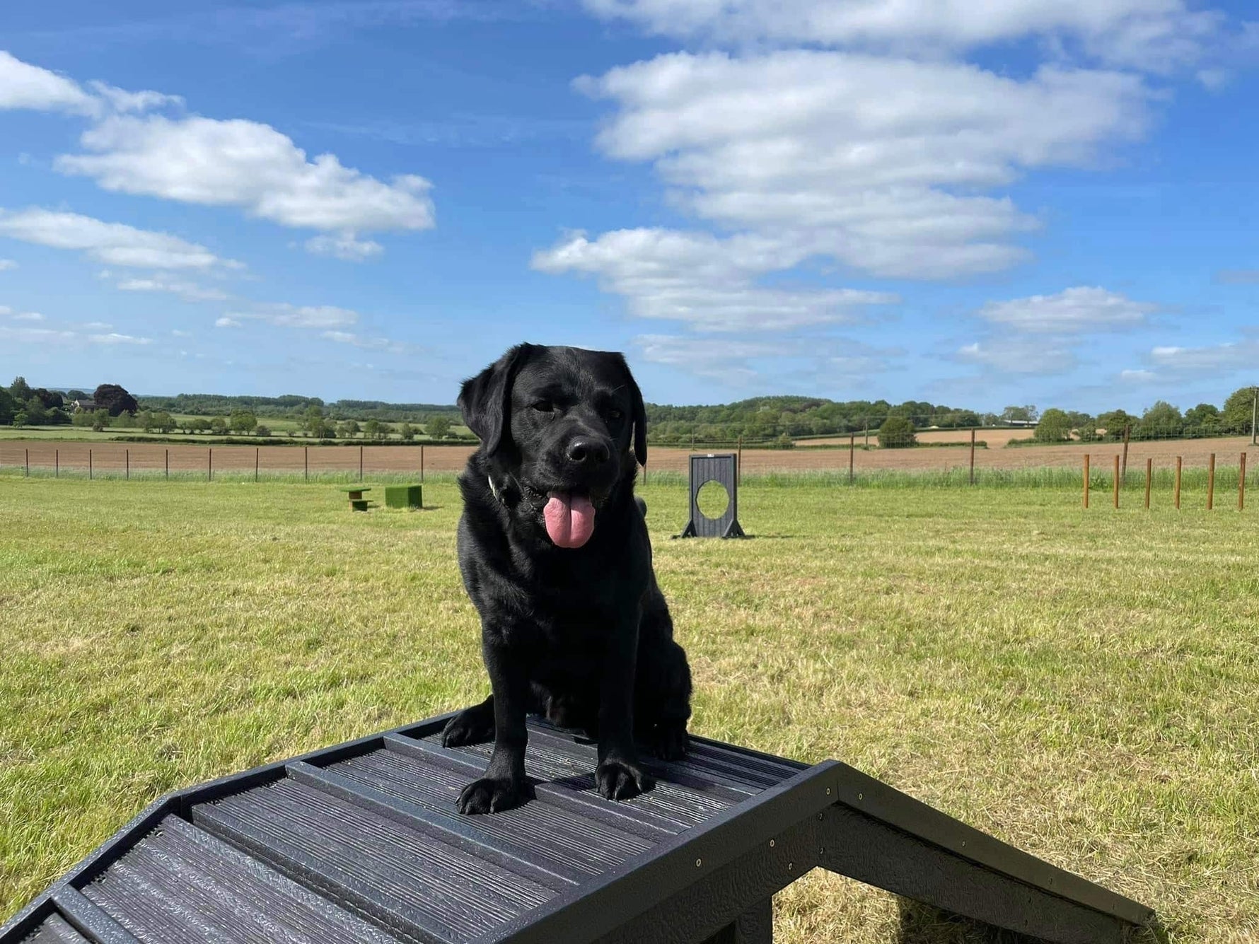 Sustainable recycled plastic dog agility equipment by DCW Polymers Ltd