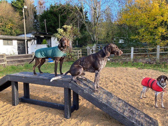 Sustainable recycled plastic dog agility equipment by DCW Polymers Ltd