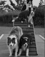 Sustainable recycled plastic dog agility equipment by DCW Polymers Ltd