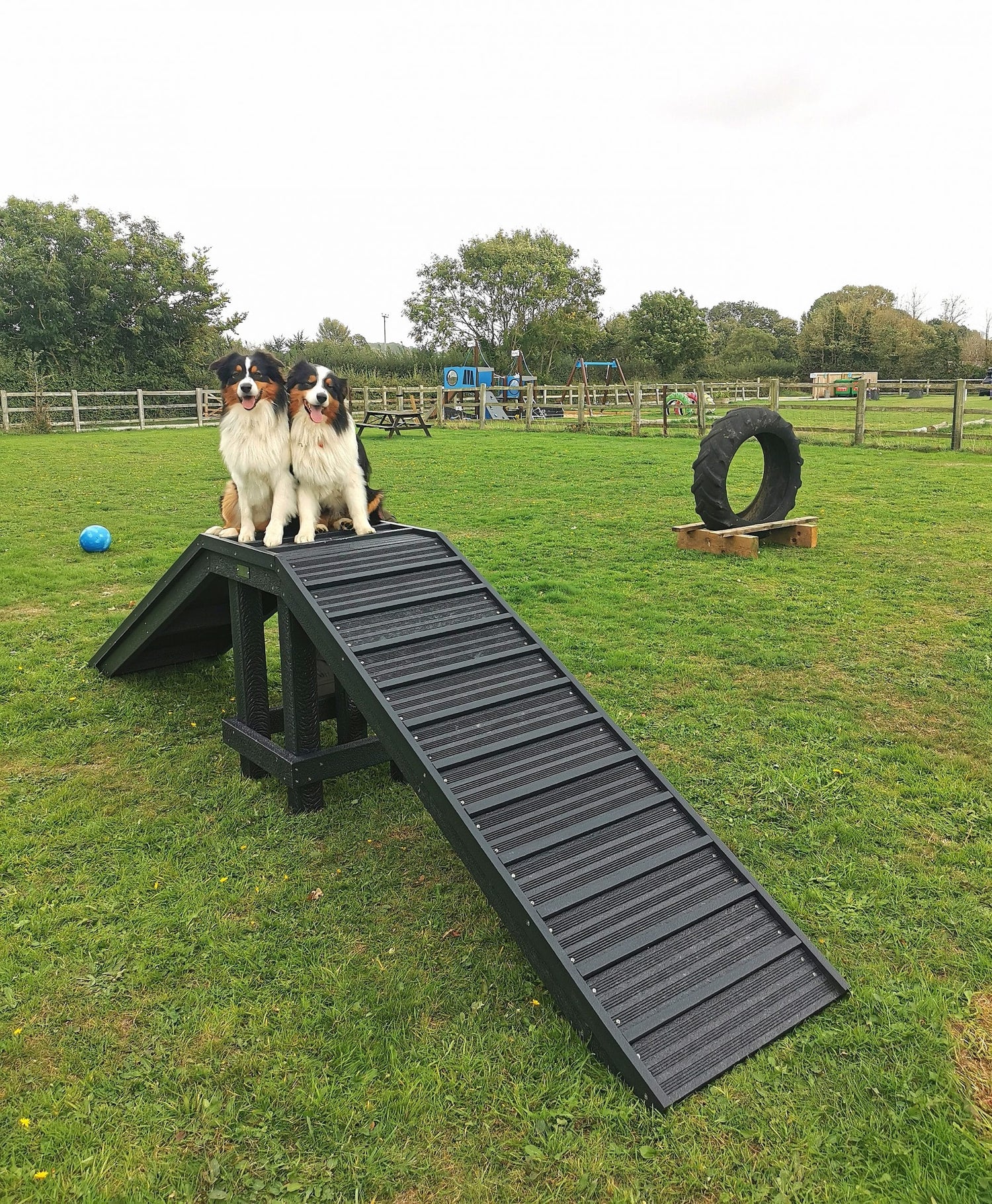 Sustainable recycled plastic dog agility equipment by DCW Polymers Ltd