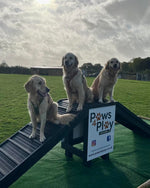 Sustainable recycled plastic dog agility equipment by DCW Polymers Ltd